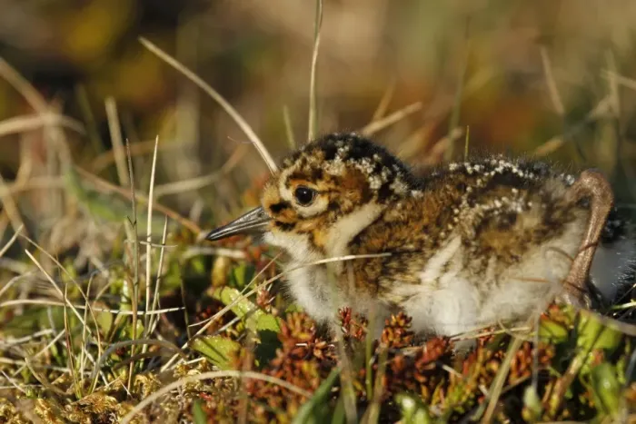 Framed Print : Purple Sandpiper (Calidris maritima) chick, one-day old, on volcanic tundra, Northeastern Iceland, June Framed Print : Purple Sandpiper (Calidris maritima) chick, one-day old, on volcanic tundra, Northeastern Iceland, June