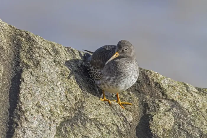 Framed Print : Purple Sandpiper in winter plumage Framed Print : Purple Sandpiper in winter plumage
