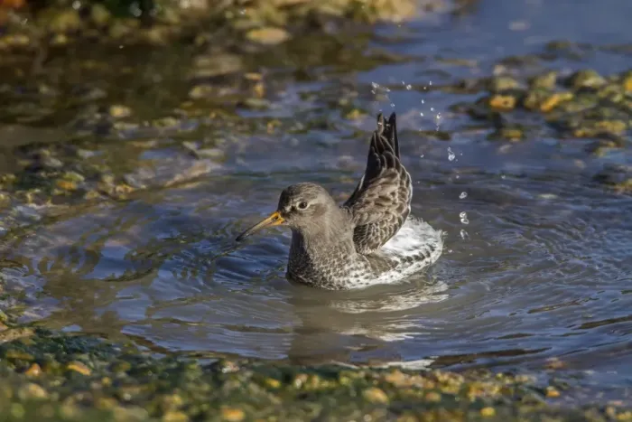 Framed Print : Purple Sandpiper in winter plumage bathing in sea water Framed Print : Purple Sandpiper in winter plumage bathing in sea water