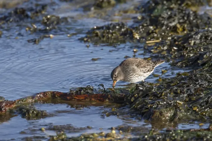 Framed Print : Purple Sandpiper in winter plumage probing for food in shallow sea water Framed Print : Purple Sandpiper in winter plumage probing for food in shallow sea water