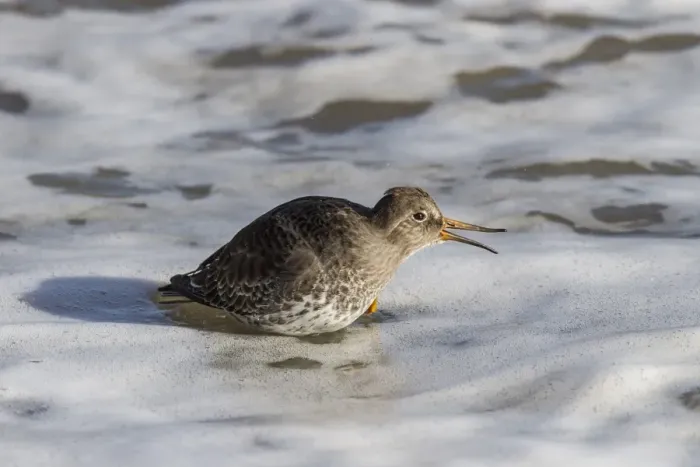 Framed Print : Purple Sandpiper in winter plumage, showing flexible bill Framed Print : Purple Sandpiper in winter plumage, showing flexible bill