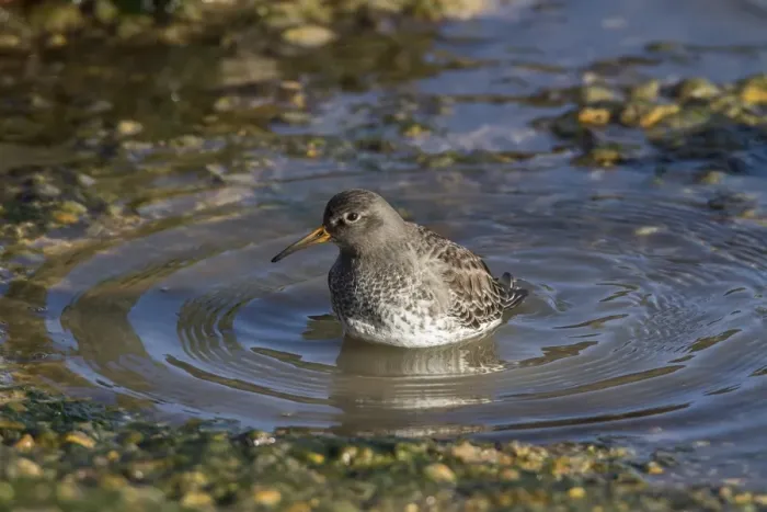 Framed Print : Purple Sandpiper in winter plumage with water ripples Framed Print : Purple Sandpiper in winter plumage with water ripples