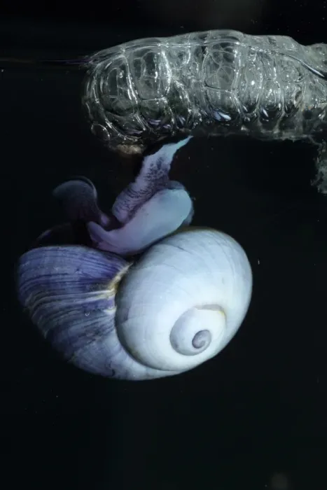 Framed Print : Purple Sea Snail (Janthina janthina) adult, with bubble raft at surface of water (captive) Framed Print : Purple Sea Snail (Janthina janthina) adult, with bubble raft at surface of water (captive)