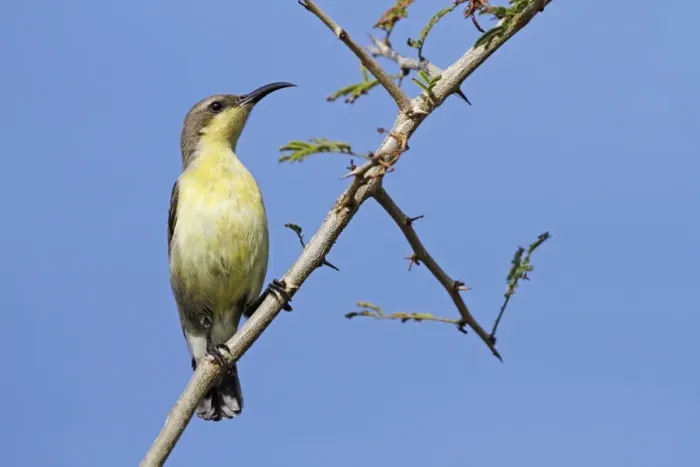 Framed Print : Purple Sunbird (Cinnyris asiaticus) adult female, perched on twig, Bundala N. P. Sri Lanka, February Framed Print : Purple Sunbird (Cinnyris asiaticus) adult female, perched on twig, Bundala N. P. Sri Lanka, February