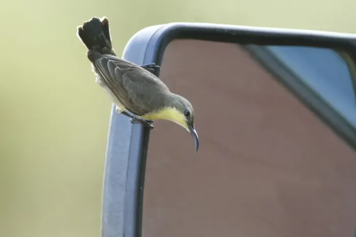 Framed Print : Purple Sunbird (Cinnyris asiaticus) adult female, investigating self reflection in car wing mirror, Bundala N. P Framed Print : Purple Sunbird (Cinnyris asiaticus) adult female, investigating self reflection in car wing mirror, Bundala N. P