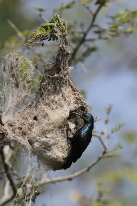 Framed Print : Purple Sunbird (Cinnyris asiaticus) adult male, breeding plumage, at nest entrance, Bundala N. P. Sri Lanka, February