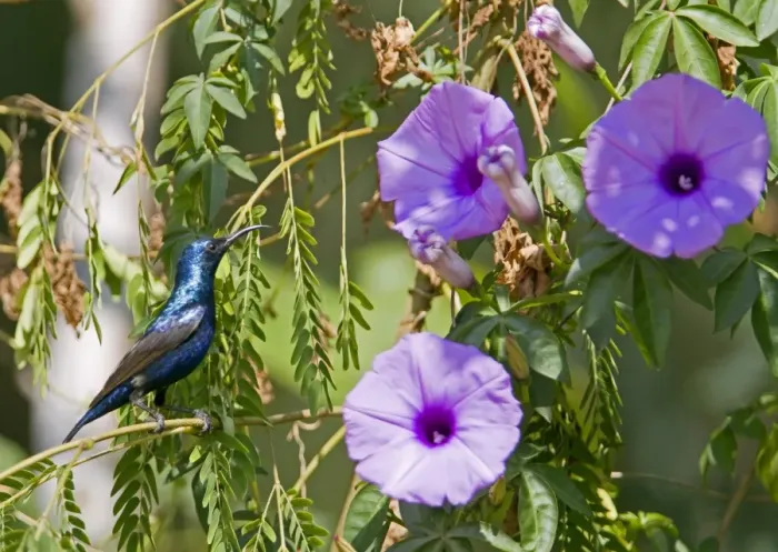 Framed Print : Purple Sunbird (Nectarinia asiatica) adult male, perched on twig near flowers, Rajasthan, India, january