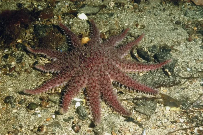 Framed Print : Purple Sunstar (Solaster endeca) adult, on seabed in sea loch, Loch Carron, Ross and Cromarty, Highlands, Scotland Framed Print : Purple Sunstar (Solaster endeca) adult, on seabed in sea loch, Loch Carron, Ross and Cromarty, Highlands, Scotland