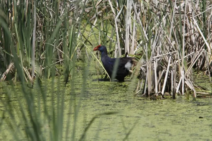 Framed Print : Purple Swamphen in Marsh habitat, Coto Donana, Spain Framed Print : Purple Swamphen in Marsh habitat, Coto Donana, Spain