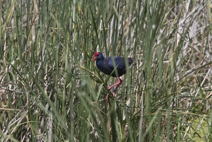 Framed Print : Purple Swamphen in Marsh habitat, Coto Donana, Spain Framed Print : Purple Swamphen in Marsh habitat, Coto Donana, Spain