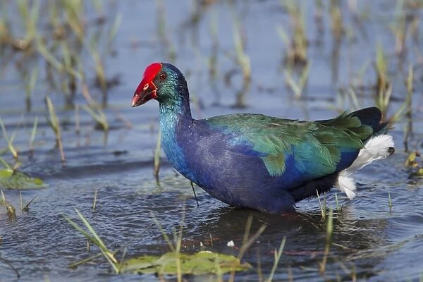 Purple Swamphen (Porhyrio porphyrio madagascariensis) adult, walking in shallow water, Gambia, February
