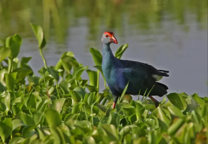 Framed Print : Purple Swamphen (Porhyrio porphyrio) adult, walking through water hyacinth at edge of water, Sri Lanka, december Framed Print : Purple Swamphen (Porhyrio porphyrio) adult, walking through water hyacinth at edge of water, Sri Lanka, december