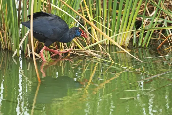 Framed Print : Purple Swamphen (Porhyrio porphyrio) adult, walking on vegetation at edge of water, Portugal, october Framed Print : Purple Swamphen (Porhyrio porphyrio) adult, walking on vegetation at edge of water, Portugal, october