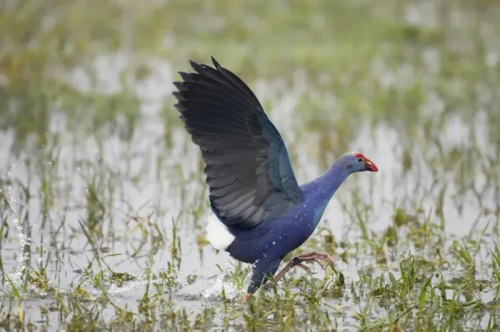 Framed Print : Purple Swamphen (Porhyrio porphyrio) adult, running in water, Keoladeo Ghana N. P. (Bharatpur), Rajasthan, India Framed Print : Purple Swamphen (Porhyrio porphyrio) adult, running in water, Keoladeo Ghana N. P. (Bharatpur), Rajasthan, India