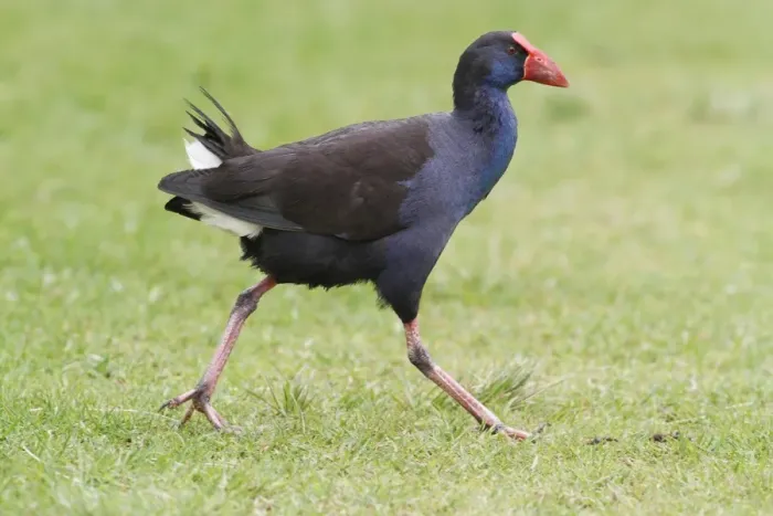 Framed Print : Purple Swamphen (Porhyrio porphyrio bellus) adult, walking on grass in parkland, Perth, Western Australia, Australia Framed Print : Purple Swamphen (Porhyrio porphyrio bellus) adult, walking on grass in parkland, Perth, Western Australia, Australia