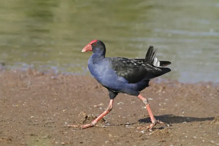 Framed Print : Purple Swamphen (Porhyrio porphyrio melanotus) adult, walking on mudflat, Hasties Swamp N. P Framed Print : Purple Swamphen (Porhyrio porphyrio melanotus) adult, walking on mudflat, Hasties Swamp N. P