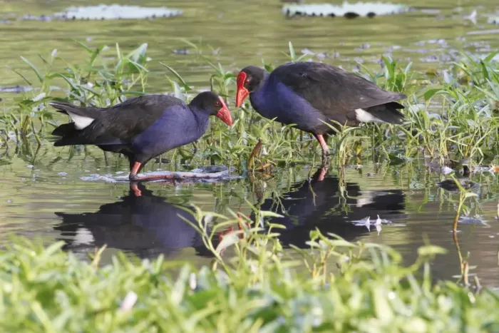 Framed Print : Purple Swamphen (Porhyrio porphyrio melanotus) adult pair, standing amongst aquatic vegetation in shallow water Framed Print : Purple Swamphen (Porhyrio porphyrio melanotus) adult pair, standing amongst aquatic vegetation in shallow water
