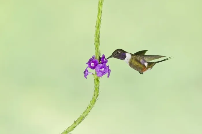 Framed Print : Purple-throated Woodstar (Calliphlox mitchellii) adult male, in flight, hovering at flower in montane rainforest Framed Print : Purple-throated Woodstar (Calliphlox mitchellii) adult male, in flight, hovering at flower in montane rainforest