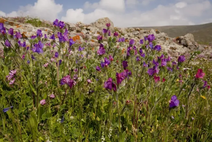 Framed Print : Purple Vipers Bugloss (Echium plantagineum) flowering, Lesvos, Greece, march Framed Print : Purple Vipers Bugloss (Echium plantagineum) flowering, Lesvos, Greece, march