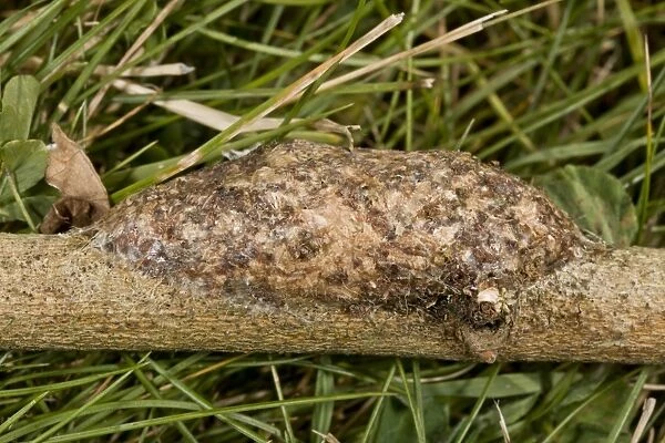 Puss Moth (Cerura vinula) cocoon on willow twig, made partly of wood macerated by larva, Dorset, England, July