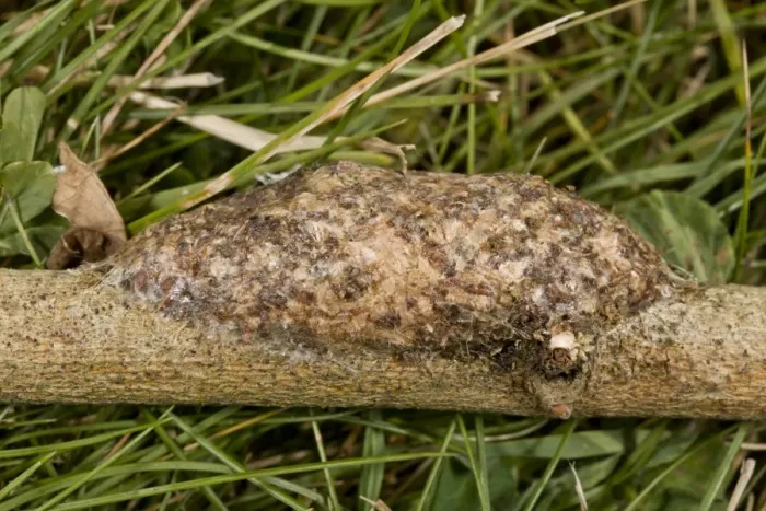 Framed Print : Puss Moth (Cerura vinula) cocoon on willow twig, made partly of wood macerated by larva, Dorset, England, July Framed Print : Puss Moth (Cerura vinula) cocoon on willow twig, made partly of wood macerated by larva, Dorset, England, July