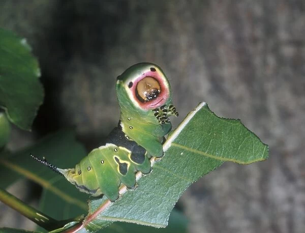 Puss Moth (Cerura vinula) Larva  /  showing threat posture