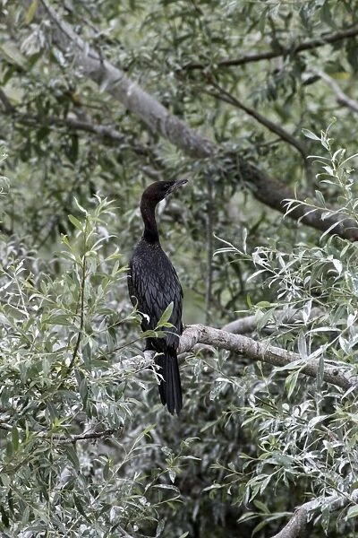 Pygmy Cormorant in breeding plumage
