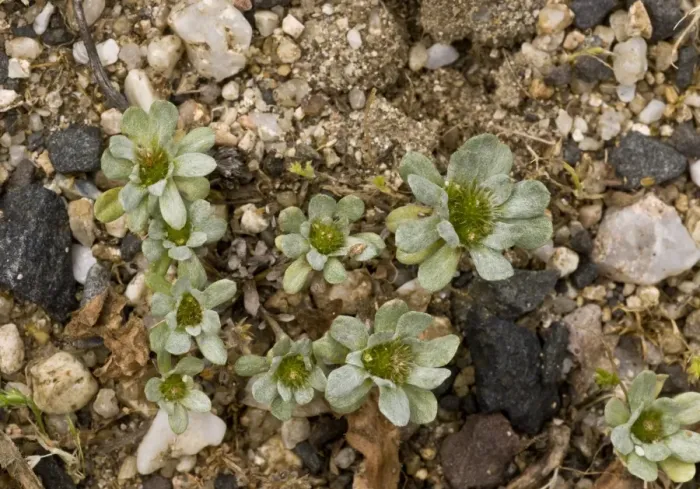 Framed Print : Pygmy Cudweed (Evax pygmaea) rosettes, growing on beach, Sardinia, Italy, April Framed Print : Pygmy Cudweed (Evax pygmaea) rosettes, growing on beach, Sardinia, Italy, April