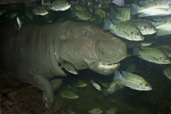 Pygmy Hippopotamus (Choeropsis liberiensis) adult, underwater with fish, Singapore Zoo