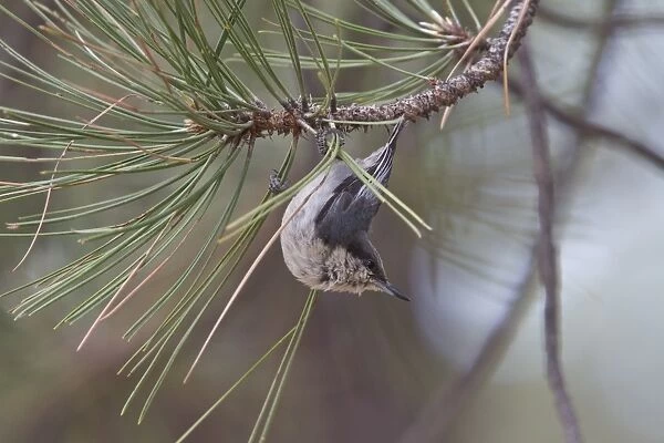 Pygmy Nuthatch on pine tree, Utah USA