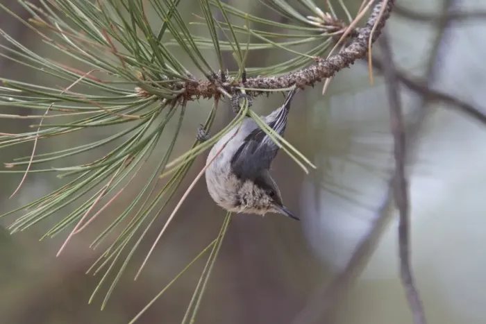 Framed Print : Pygmy Nuthatch on pine tree, Utah USA Framed Print : Pygmy Nuthatch on pine tree, Utah USA