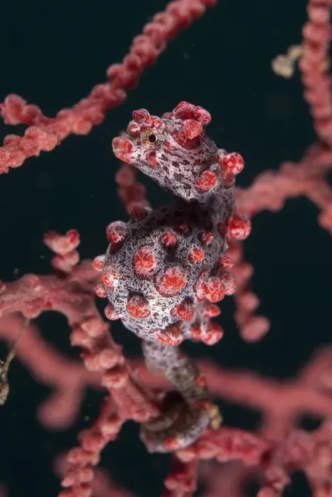 Framed Print : Pygmy Seahorse (Hippocampus bargibanti) adult, clinging to seafan, Lembeh Straits, Sulawesi, Sunda Islands, Indonesia Framed Print : Pygmy Seahorse (Hippocampus bargibanti) adult, clinging to seafan, Lembeh Straits, Sulawesi, Sunda Islands, Indonesia