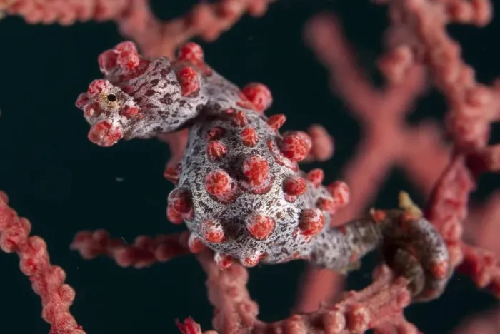 Framed Print : Pygmy Seahorse (Hippocampus bargibanti) adult, clinging to seafan, Lembeh Straits, Sulawesi, Sunda Islands, Indonesia Framed Print : Pygmy Seahorse (Hippocampus bargibanti) adult, clinging to seafan, Lembeh Straits, Sulawesi, Sunda Islands, Indonesia
