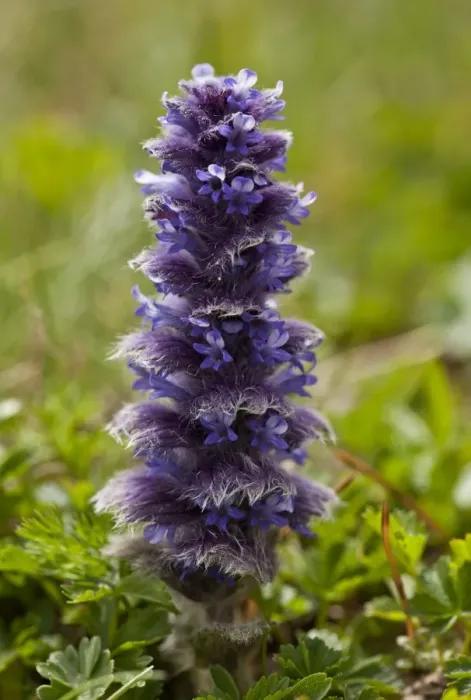 Framed Print : Pyramidal Bugle (Ajuga pyramidalis) flowering, growing in high alpine pasture, Pontic Mountains, Anatolia, Turkey, July Framed Print : Pyramidal Bugle (Ajuga pyramidalis) flowering, growing in high alpine pasture, Pontic Mountains, Anatolia, Turkey, July