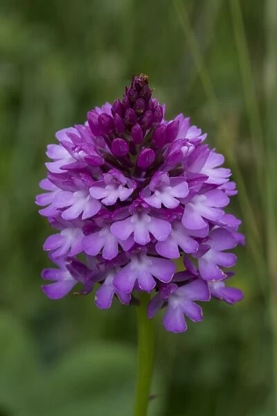 Pyramidal Orchid (Anacamptis pyramidalis) close-up of flowerspike, growing in hay meadow