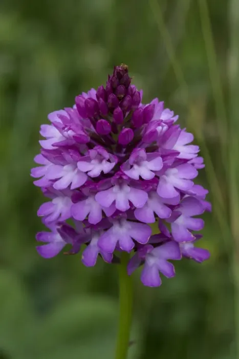 Framed Print : Pyramidal Orchid (Anacamptis pyramidalis) close-up of flowerspike, growing in hay meadow Framed Print : Pyramidal Orchid (Anacamptis pyramidalis) close-up of flowerspike, growing in hay meadow