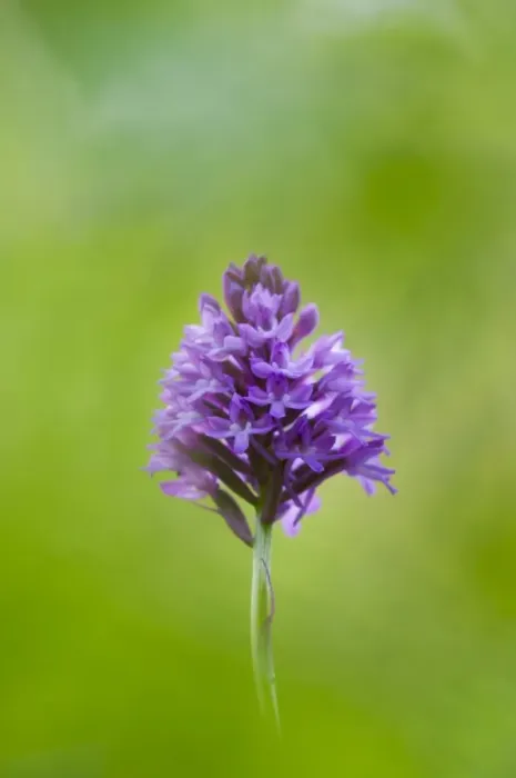 Framed Print : Pyramidal Orchid (Anacamptis pyramidalis) flowerspike, Kent, England, July Framed Print : Pyramidal Orchid (Anacamptis pyramidalis) flowerspike, Kent, England, July