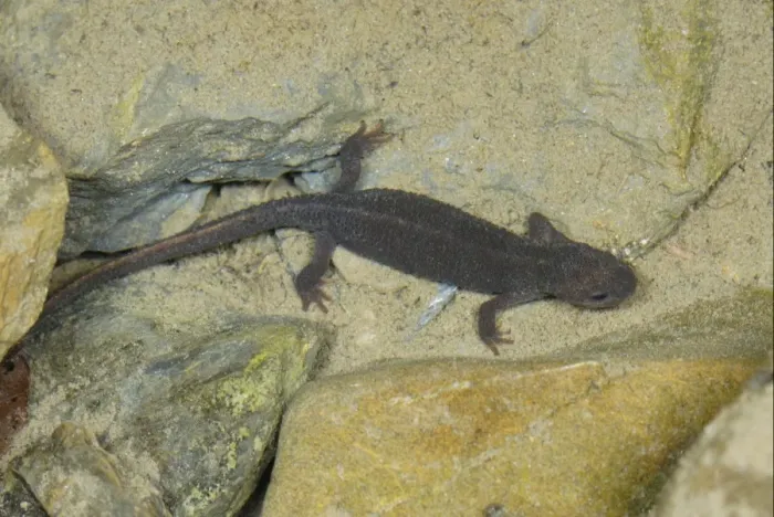 Framed Print : Pyrenean Brook Newt (Calotriton asper) adult, in mountain stream, Col du Pourtalet, Pyrenees, France, June Framed Print : Pyrenean Brook Newt (Calotriton asper) adult, in mountain stream, Col du Pourtalet, Pyrenees, France, June