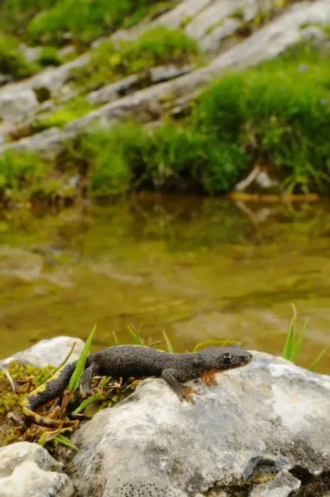 Framed Print : Pyrenean Brook Newt (Calotriton asper) immature, on rocks beside water, Ordesa y Monte Perdido N. P. Pyrenees, Aragon, Spain, june Framed Print : Pyrenean Brook Newt (Calotriton asper) immature, on rocks beside water, Ordesa y Monte Perdido N. P. Pyrenees, Aragon, Spain, june