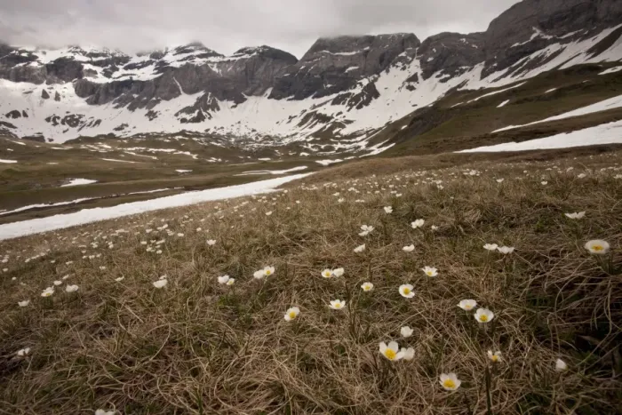 Framed Print : Pyrenean Buttercup (Ranunculus pyrenaeus) flowering mass, growing in mountain habitat, Cirque de Troumouse Framed Print : Pyrenean Buttercup (Ranunculus pyrenaeus) flowering mass, growing in mountain habitat, Cirque de Troumouse