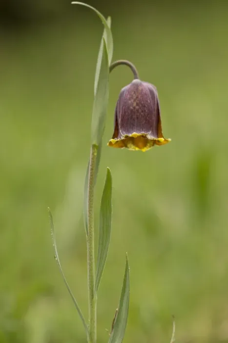 Framed Print : Pyrenean Fritillary (Fritillaria pyrenaica) flowering, French Pyrenees, France, May Framed Print : Pyrenean Fritillary (Fritillaria pyrenaica) flowering, French Pyrenees, France, May