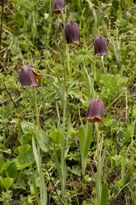 Framed Print : Pyrenean Fritillary (Fritillaria pyrenaica) flowering, French Pyrenees, France, May Framed Print : Pyrenean Fritillary (Fritillaria pyrenaica) flowering, French Pyrenees, France, May