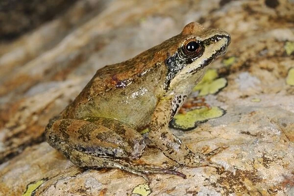 Pyrenean Frog (Rana pyrenaica) adult, sitting on rock, Ordesa Valley, Ordesa y Monte Perdido N. P. Pyrenees, Aragon, Spain, june