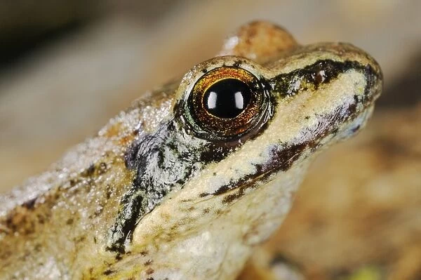 Pyrenean Frog (Rana pyrenaica) adult, close-up of head, Ordesa Valley, Ordesa y Monte Perdido N. P. Pyrenees, Aragon, Spain, june