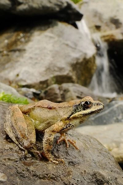 Pyrenean Frog (Rana pyrenaica) adult, sitting on rock beside mountain valley stream, Ordesa Valley, Ordesa y Monte Perdido N. P. Pyrenees, Aragon, Spain, june
