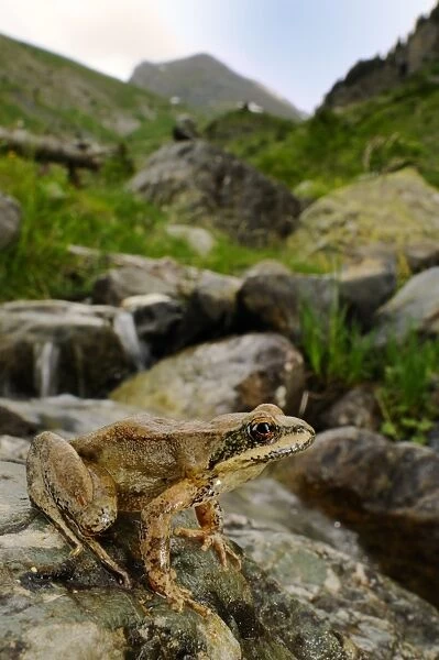 Pyrenean Frog (Rana pyrenaica) adult, sitting on rock beside mountain valley stream habitat, Ordesa Valley, Ordesa y Monte Perdido N. P. Pyrenees, Aragon, Spain, june