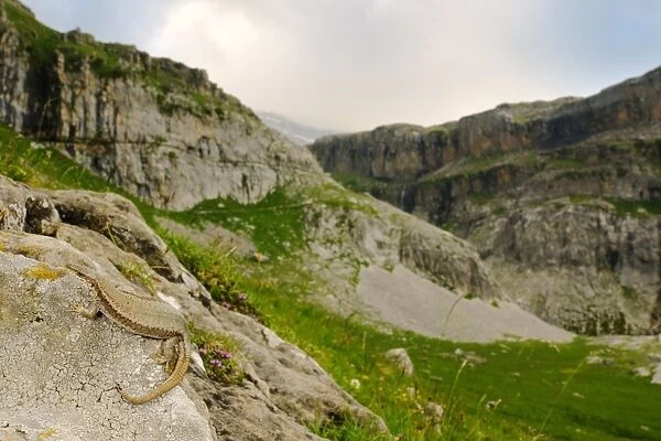 Pyrenean Rock Lizard (Iberolacerta bonnali) adult, on rock in mountain valley habitat, Ordesa y Monte Perdido N. P. Pyrenees, Aragon, Spain, june