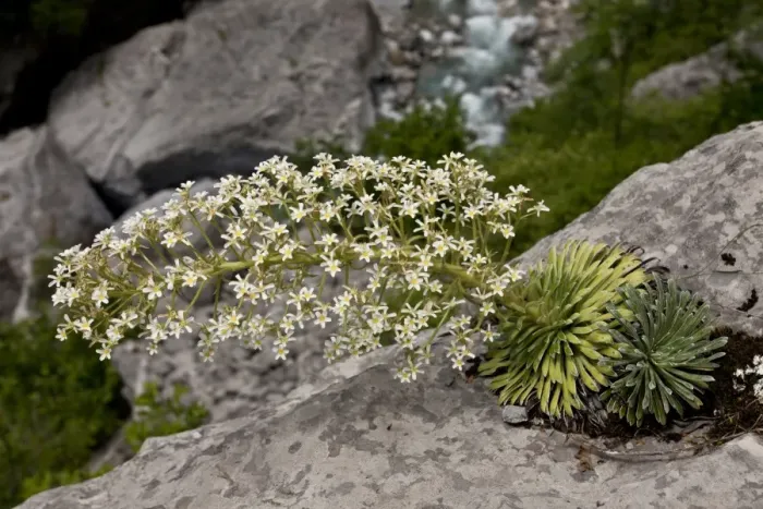Framed Print : Pyrenean Saxifrage (Saxifraga longifolia) flowering, growing on limestone cliff, Ordesa N. P Framed Print : Pyrenean Saxifrage (Saxifraga longifolia) flowering, growing on limestone cliff, Ordesa N. P