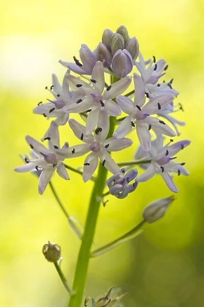 Pyrenean Squill (Scilla liliohyacinthus) close-up of flowerspike, Ariege Pyrenees, Midi-Pyrenees, France, May