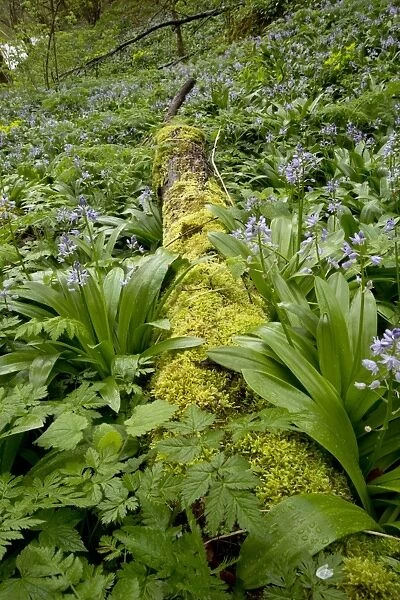 Pyrenean Squill (Scilla liliohyacinthus) flowering mass, growing beside moss covered log in woodland, French Pyrenees